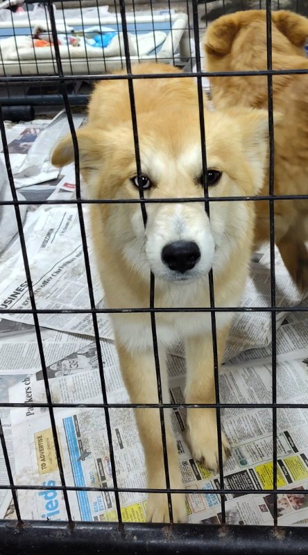 TATIANA - Pomeranian / Husky available for adoption