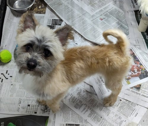 SNAPDRAGON - Cairn Terrier for adoption in Racine