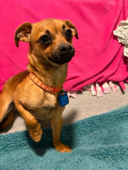 VALOR - Chihuahua for adoption in Racine