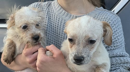 TOGASHI - Poodle (Miniature) available for adoption