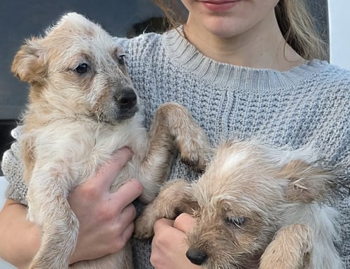 TOGASHI - Poodle (Miniature) available for adoption