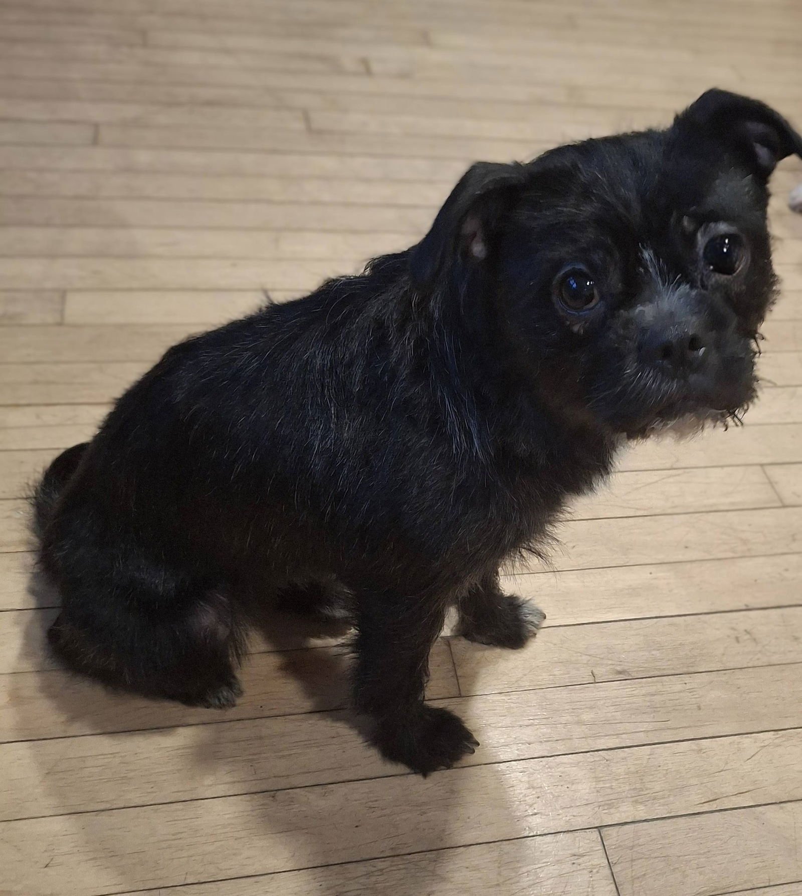 KOKO - French Bulldog / Shih Tzu available for adoption