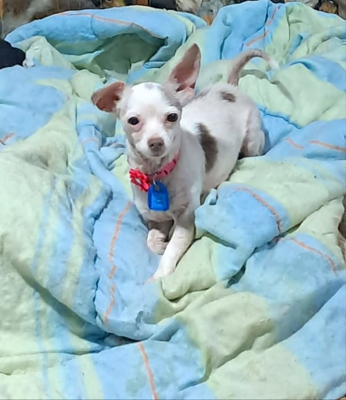 WINNIE
