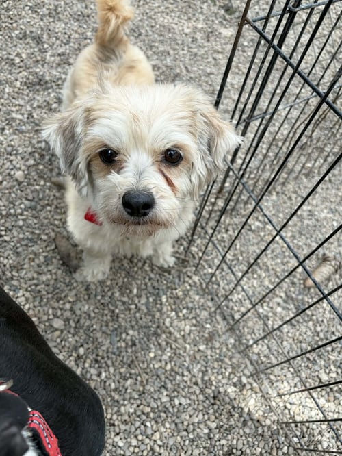 CARMEL - Pomeranian / Poodle (Miniature) available for adoption