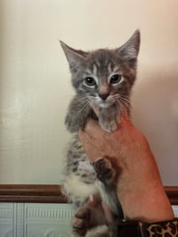 Goose Kitten - Photo 1