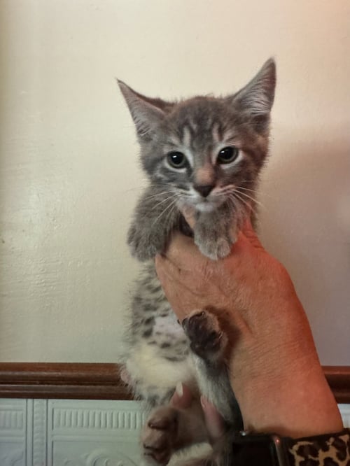 GOOSE KITTEN - Domestic Short Hair for adoption in Racine