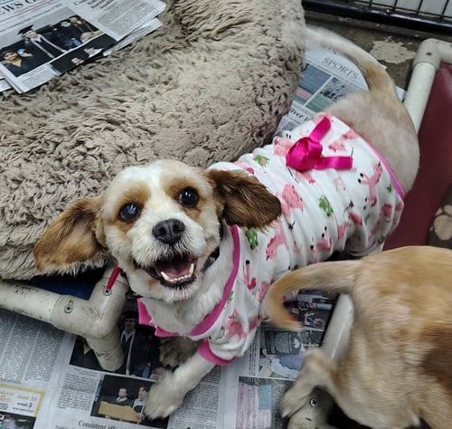 PINK SWIMMINGO - Cavalier King Charles Spaniel / Poodle (Miniature) for adoption in Racine