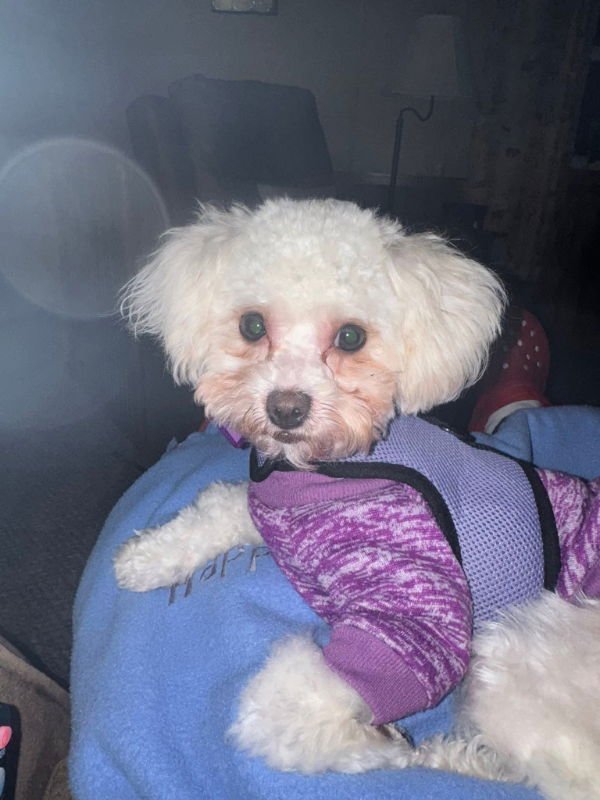 MARSHMELLOW FLUFF - Poodle (Toy) / Poodle (Miniature) available for adoption