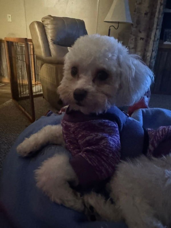 MARSHMELLOW FLUFF - Poodle (Toy) / Poodle (Miniature) available for adoption