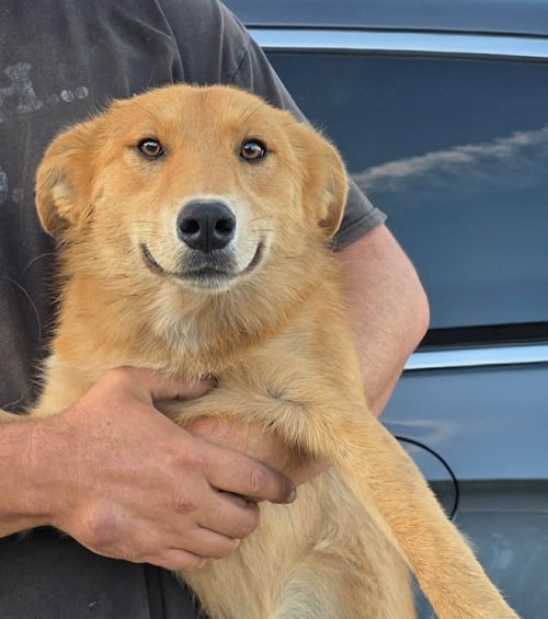 MARIA - Husky / Golden Retriever available for adoption
