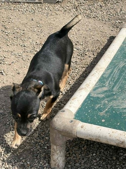 CHELAN - Chihuahua / Miniature Pinscher for adoption in Racine