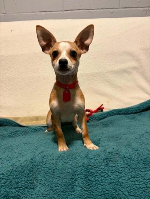 FERN - Chihuahua available for adoption