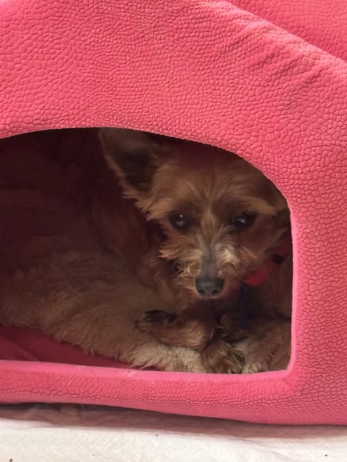 FROSTY - Yorkshire Terrier Yorkie available for adoption