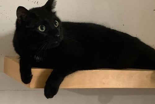 CW LITTER SARAH S - Domestic Short Hair for adoption in Lansing