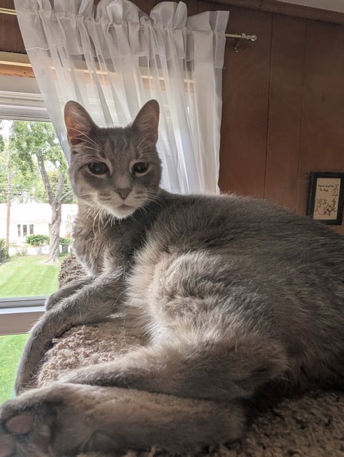 CHASE - Domestic Short Hair for adoption in Lansing