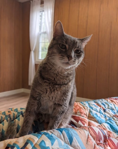 CHASE - Domestic Short Hair available for adoption