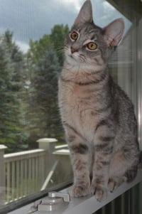 Chase - Photo 3