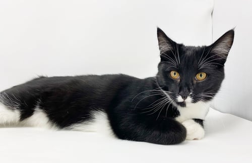 CR LITTER TERRACE - Domestic Short Hair for adoption in Lansing