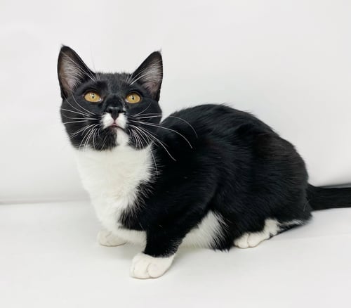 CR LITTER TERRACE - Domestic Short Hair available for adoption