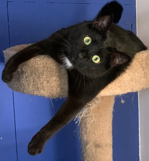 CW LITTER JOEY J - Domestic Short Hair for adoption in Lansing