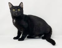 Ct Litter Felicity - Photo 3