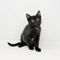 Ct Litter Felicity - Photo 9
