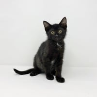 Ct Litter Felicity - Photo 8