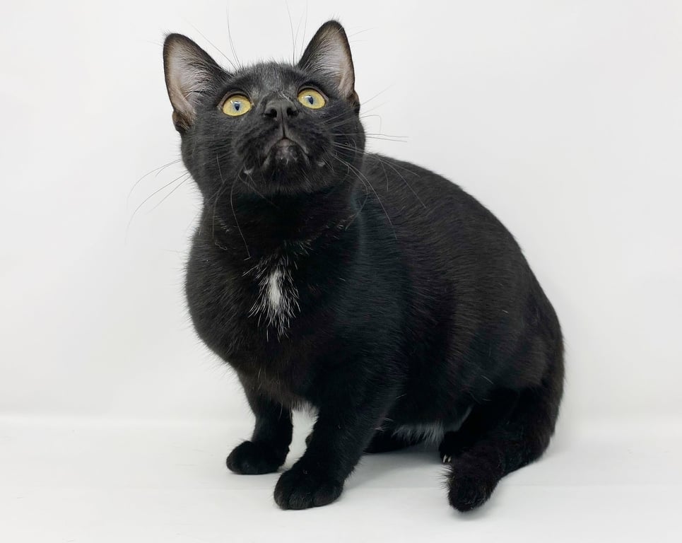 Ct Litter Felicity Image