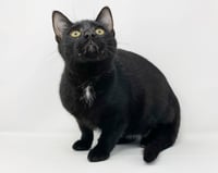 Ct Litter Felicity - Photo 1