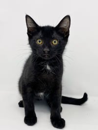 Ct Litter Felicity - Photo 5