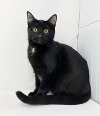 Ct Litter Felicity - Photo 4