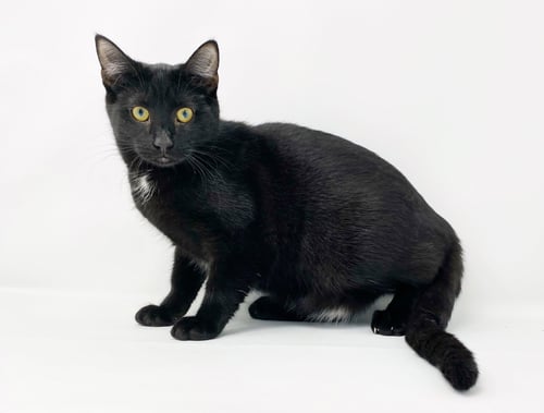 CT LITTER FELICITY - Domestic Short Hair available for adoption