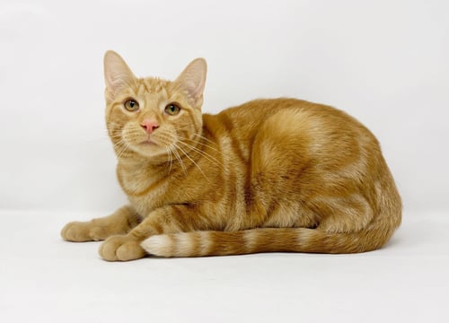 CT LITTER FERGUSON - Domestic Short Hair for adoption in Lansing