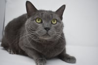 Carla - Photo 3