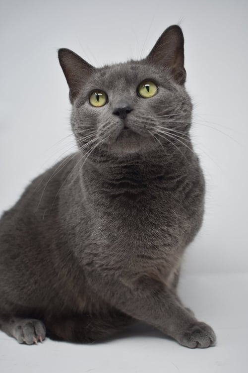CARLA - Domestic Short Hair available for adoption