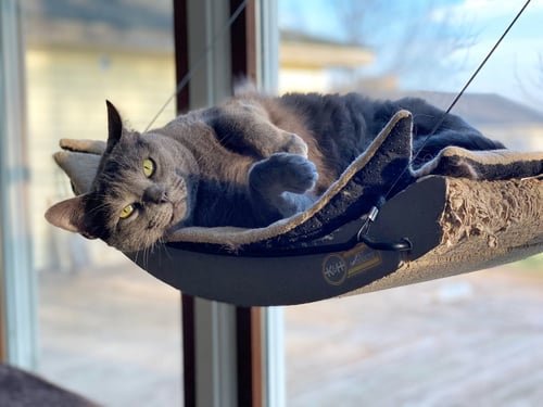 CARLA - Domestic Short Hair for adoption in Lansing