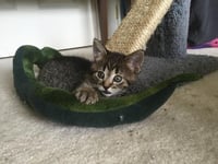 Ruthie (I Litter) - Photo 4