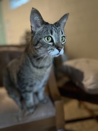 Ruthie (I Litter) - Photo 2