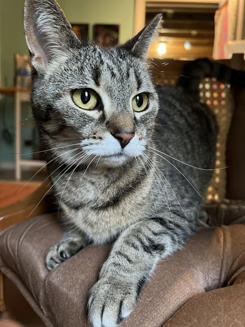 RUTHIE (I LITTER) - Domestic Short Hair for adoption in Lansing