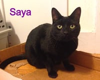Saya - Photo 3