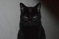 Saya - Photo 2