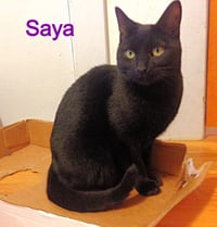 Saya - Photo 4