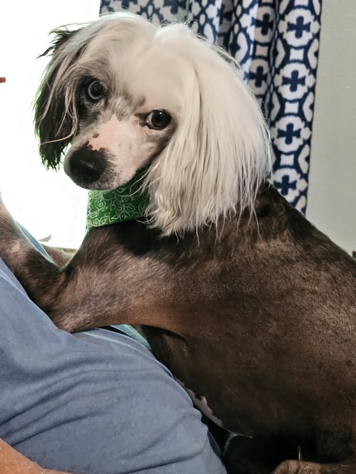 CHEYENNE - Chinese Crested-Hairless for adoption in Toledo