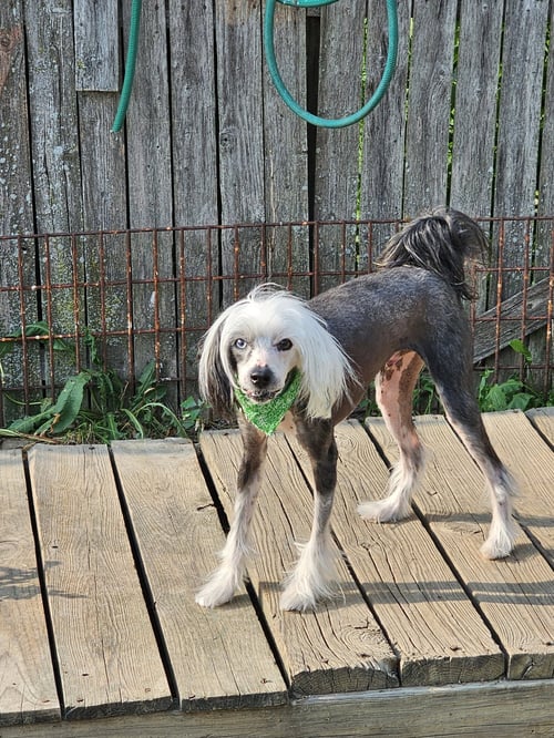 CHEYENNE - Chinese Crested-Hairless available for adoption