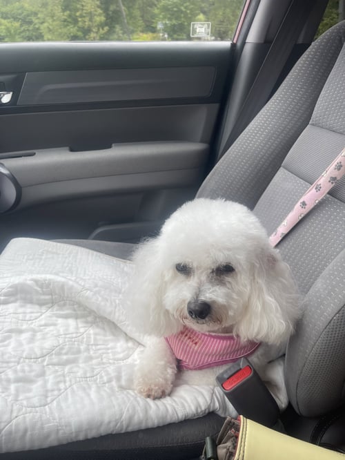 ROSE IN PITTSBURGH - Bichon Frise available for adoption