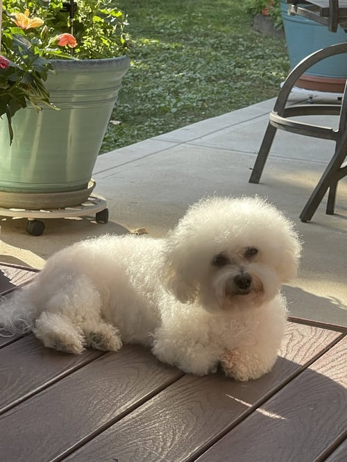 ROSE IN PITTSBURGH - Bichon Frise for adoption in Toledo