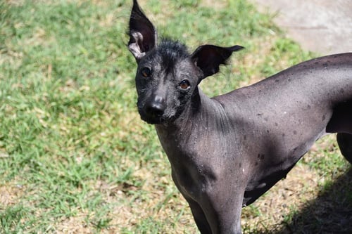 REMI IN TEXAS