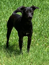 LUNA IN TEXAS - Photo 2
