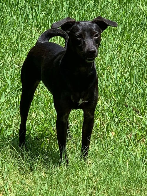 LUNA IN TEXAS - Xoloitzcuintle/Mexican Hairless available for adoption