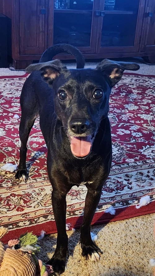 LUNA IN TEXAS - Xoloitzcuintle/Mexican Hairless for adoption in Toledo